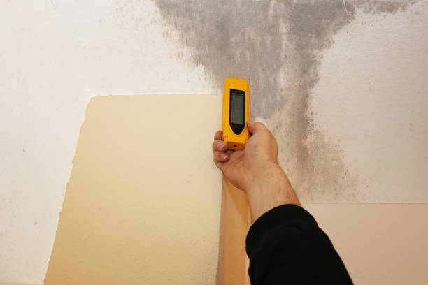 Best Comprehensive Air Testing for Mold Contaminants  in Boerne, TX