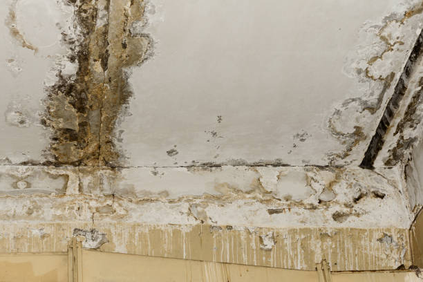 Best Asbestos and Lead Testing During Mold Inspection  in Boerne, TX
