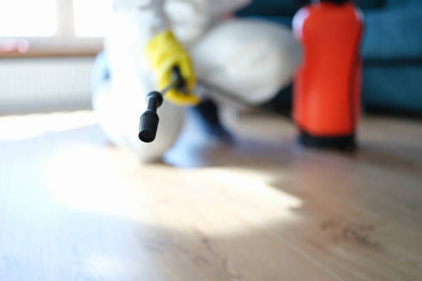 Best Black Mold Removal  in Boerne, TX