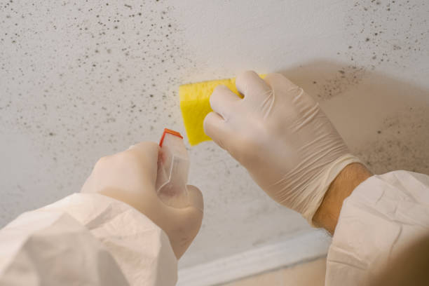Mold Remediation for Vacation Homes in Boerne, TX