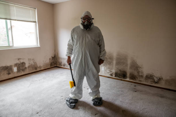 Best Mold Odor Removal Services  in Boerne, TX