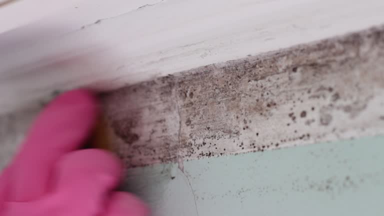 Best Basement Mold Removal  in Boerne, TX